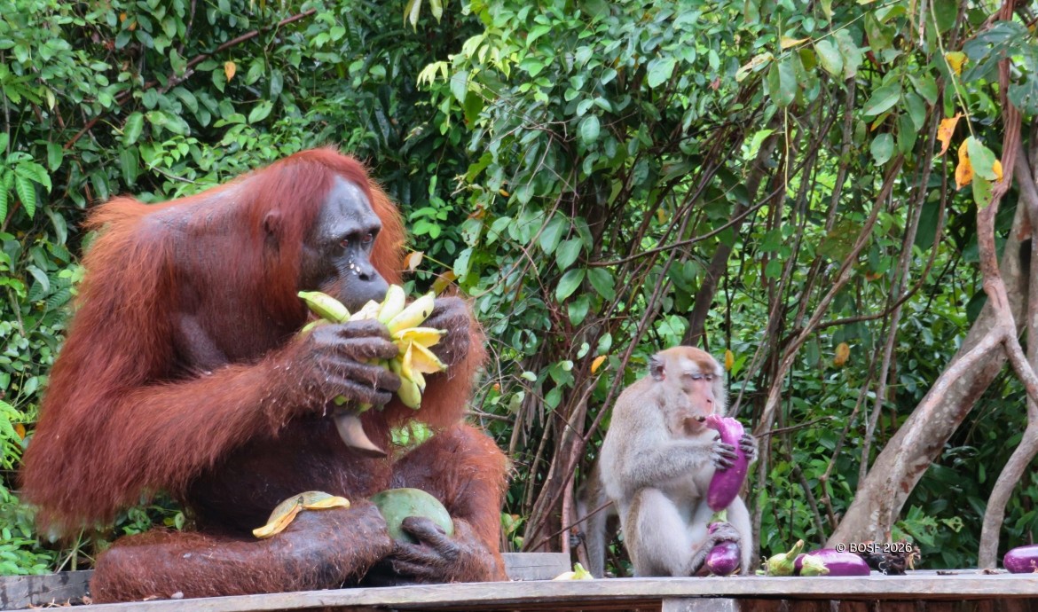 Red Ape Rendezvous