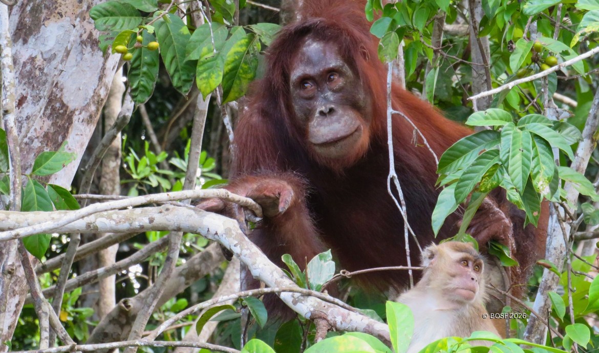 Red Ape Rendezvous