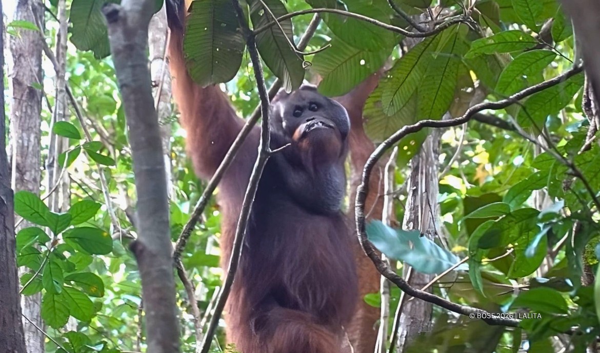Dayak: The Wild Male Orangutan with a Battle Scar - Orangutan Outreach