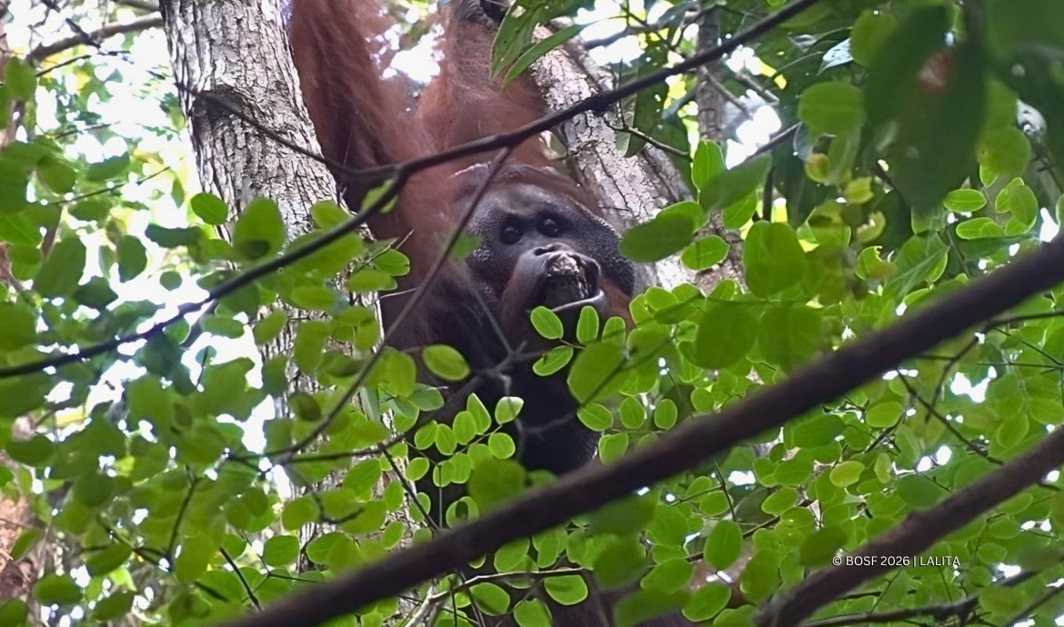 Dayak: The Wild Male Orangutan with a Battle Scar - Orangutan Outreach