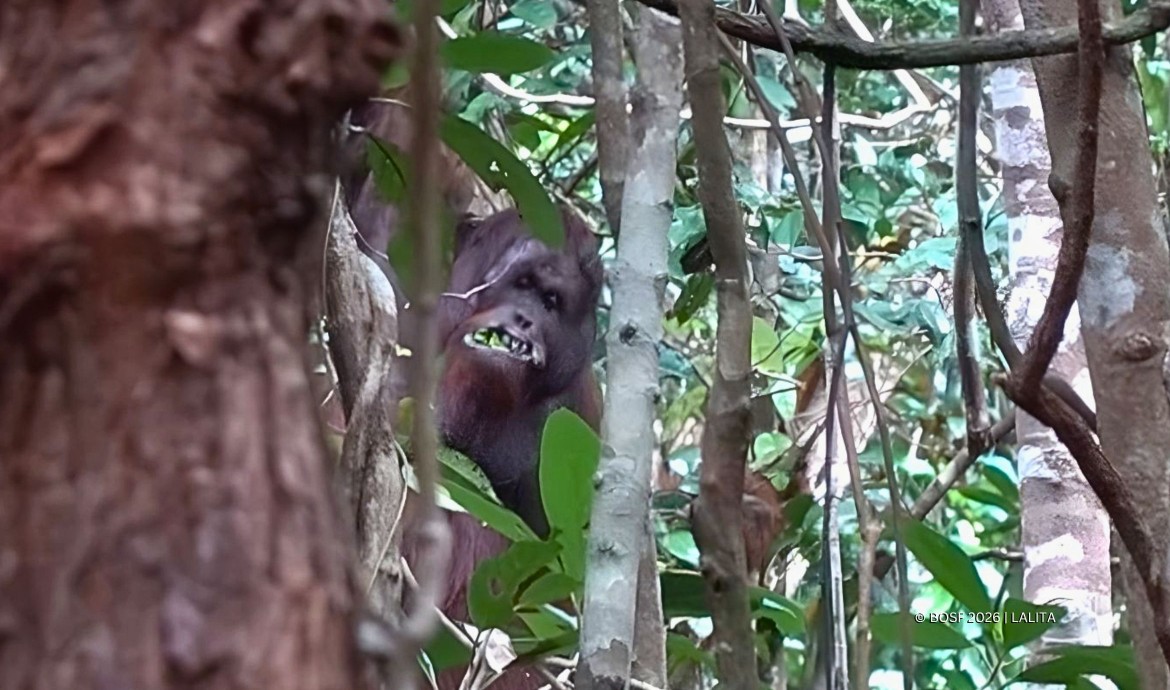 Dayak: The Wild Male Orangutan with a Battle Scar - Orangutan Outreach