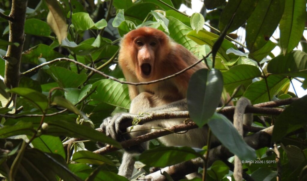 Proboscis Monkey