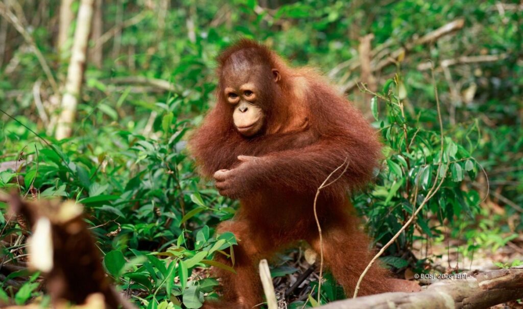 Orangutan Mental Health