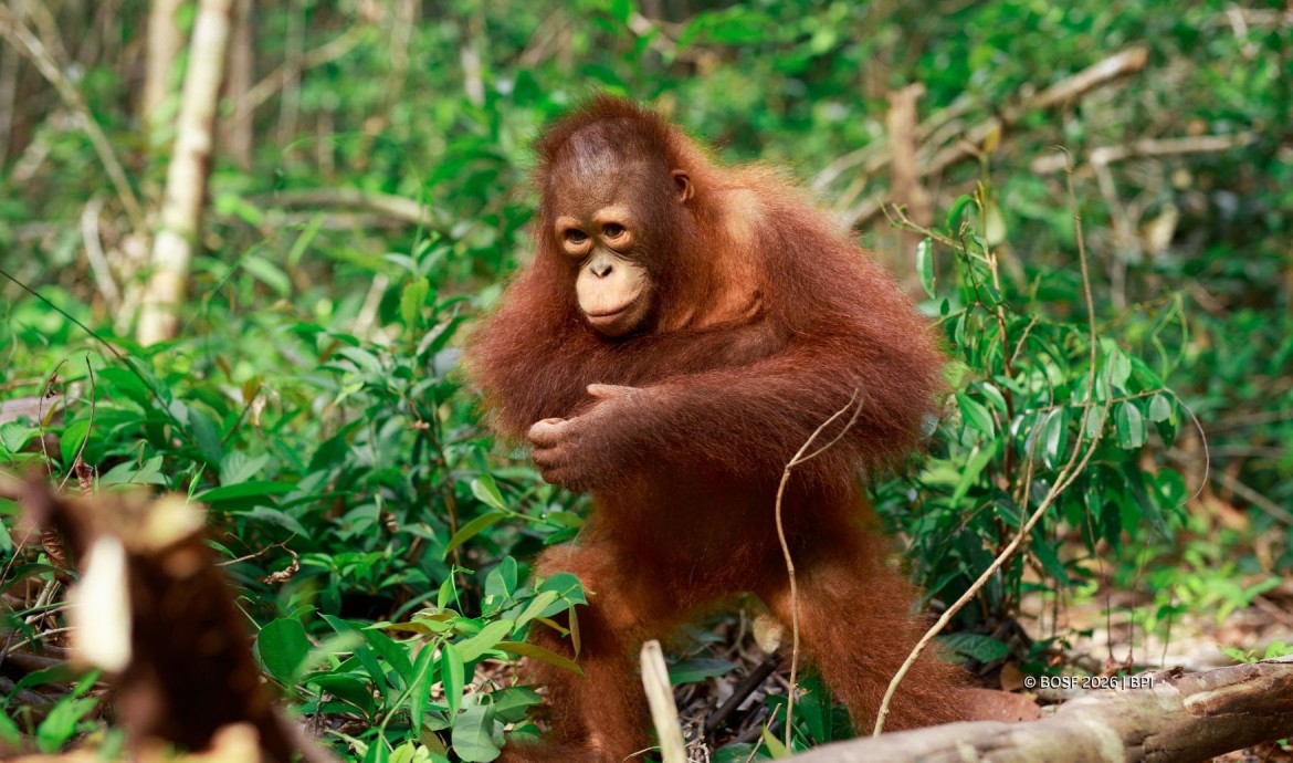 Orangutan Mental Health