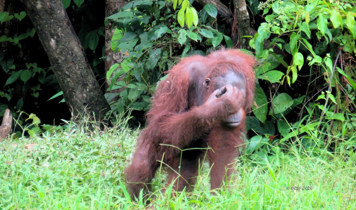 Orangutan Mental Health