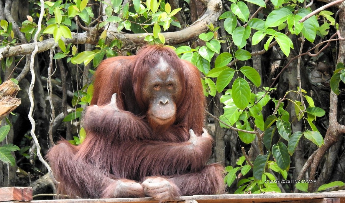 Orangutan Mental Health