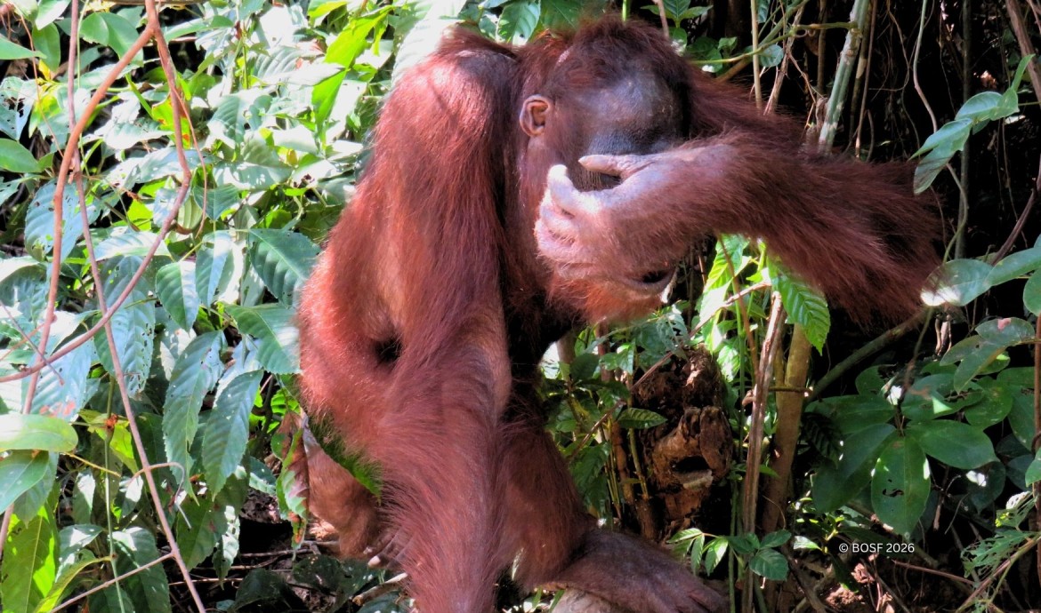 Orangutan Mental Health