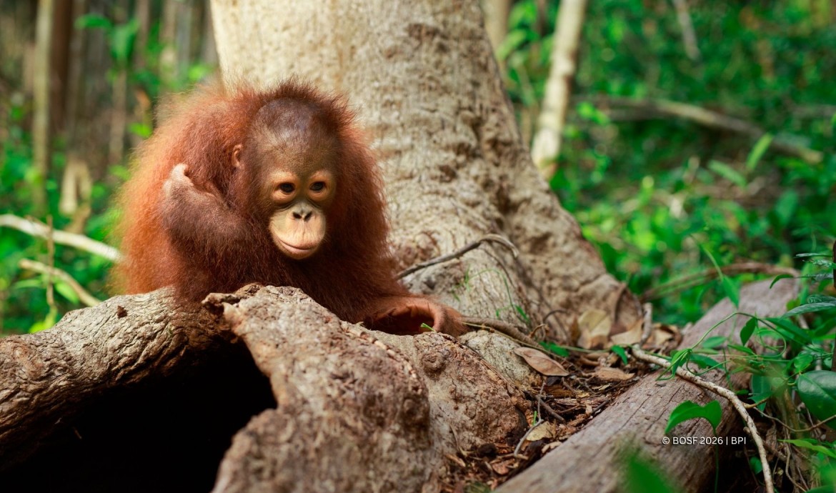 Orangutan Mental Health