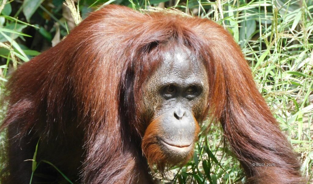 Manggo