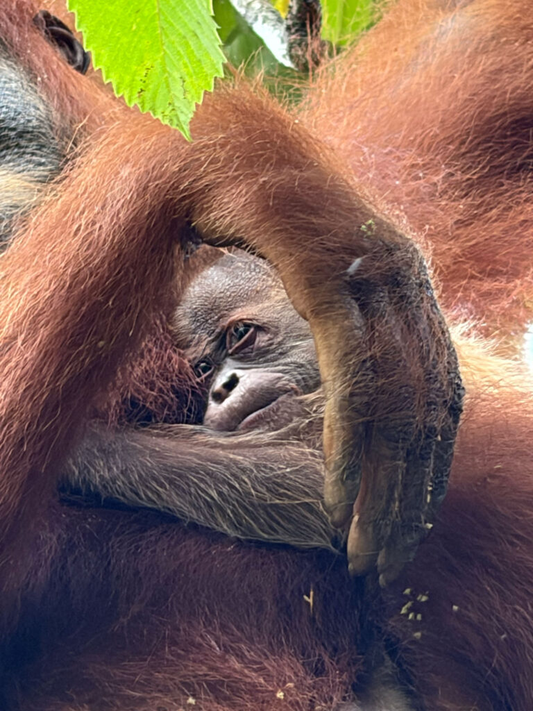 Wenda gives birth in the wild