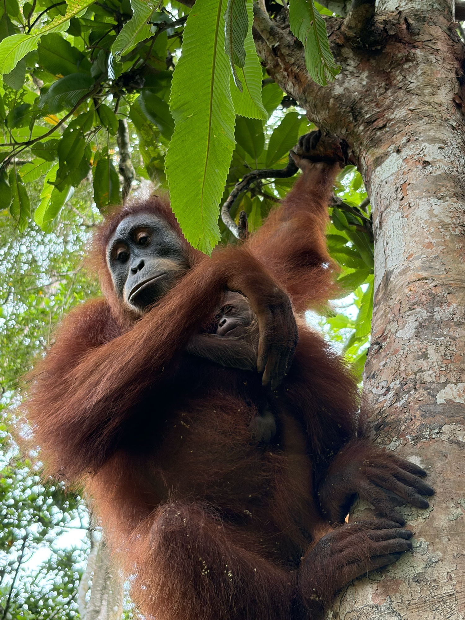 Wenda gives birth in the wild