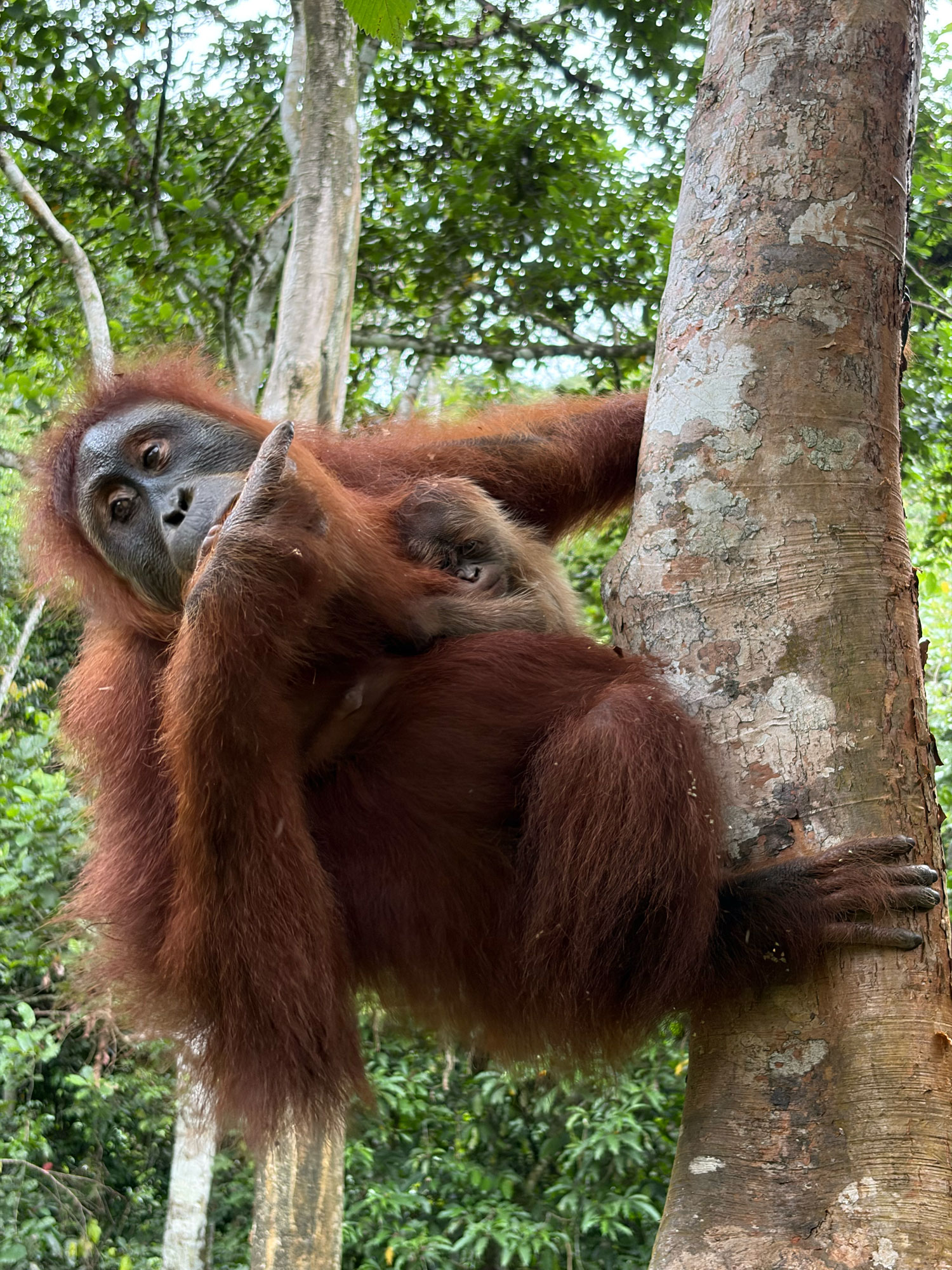 Wenda gives birth in the wild