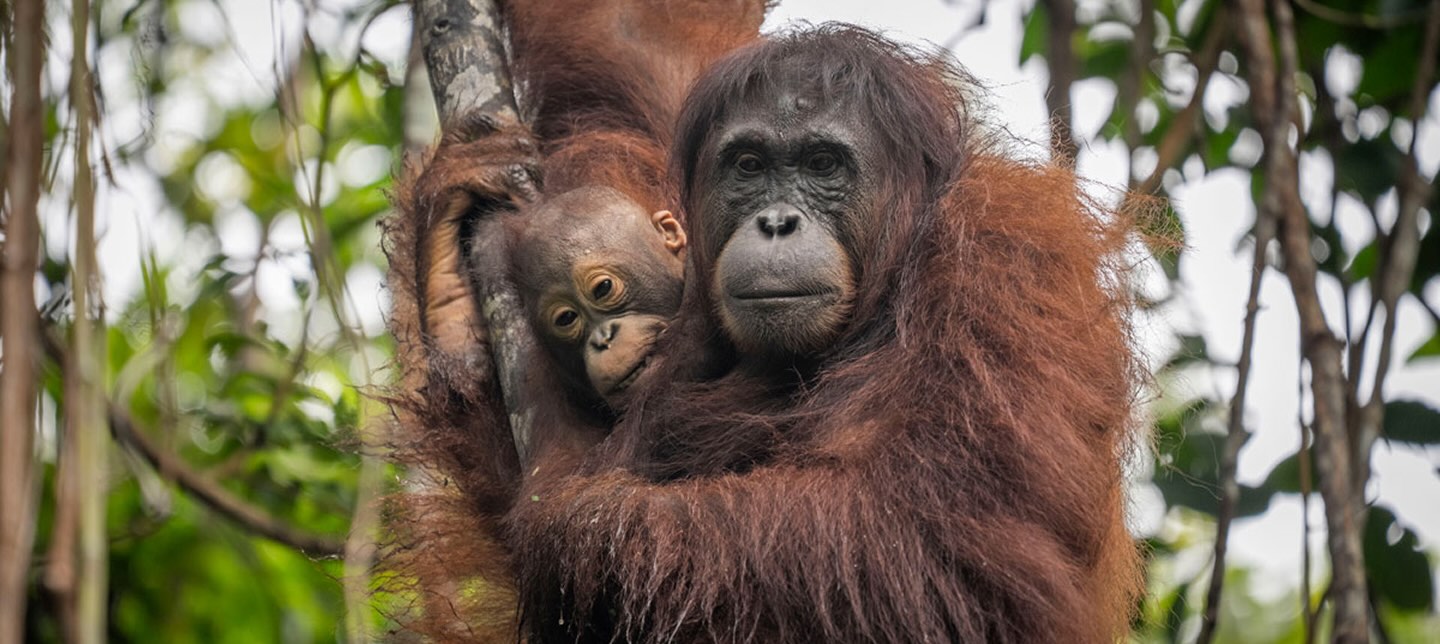 Orangutan with baby