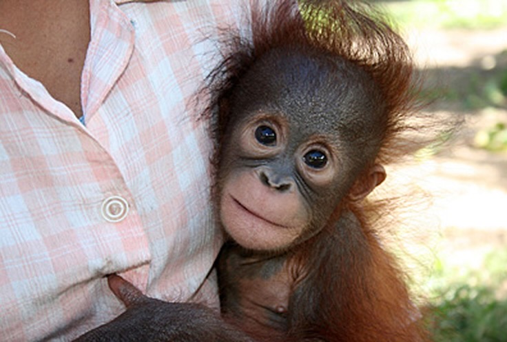 Young orangutan being cared for