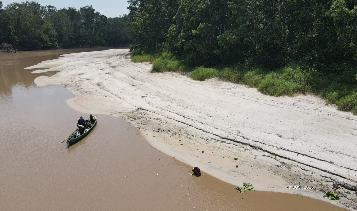 Orangutans Adapt to the Dry Season