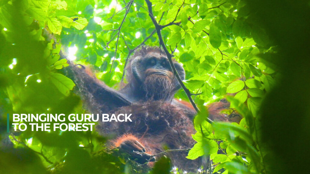 Guru the Orangutan