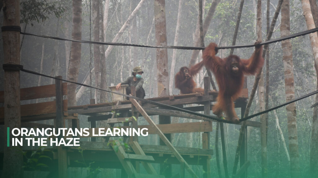 Video: Orangutans at Forest School in the Haze
